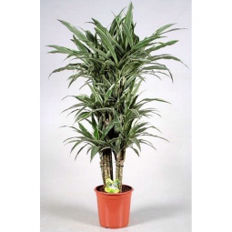 Pianta di dracaena