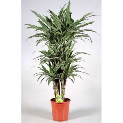 Pianta di dracaena