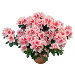 Pianta di Azalea