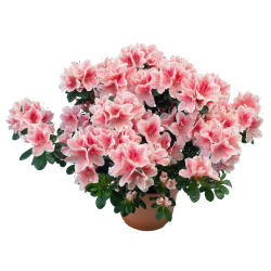 Pianta di Azalea