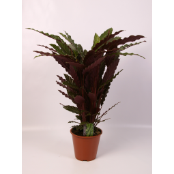 calathea rufibarba