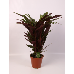 calathea rufibarba