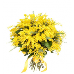 bouquet di mimose