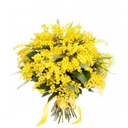 bouquet di mimose