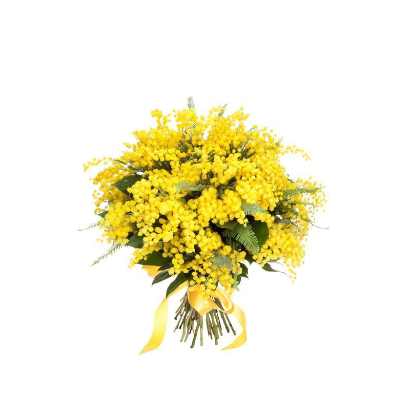 bouquet di mimose