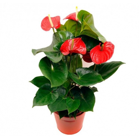 Pianta di Anthurium