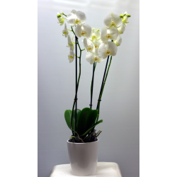 Phalaenopsis di vari colori
