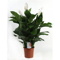 Pianta di spathifillium