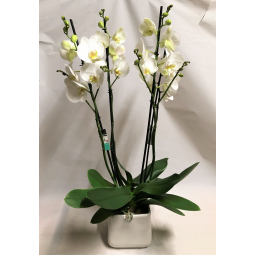 Phalaenopsis di vari colori