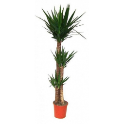 Pianta di yucca