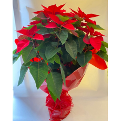pianta stella di natale