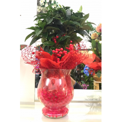 Ardisia in Vetro