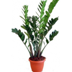 Pianta di Zamioculcas