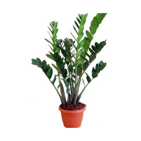 Pianta di Zamioculcas