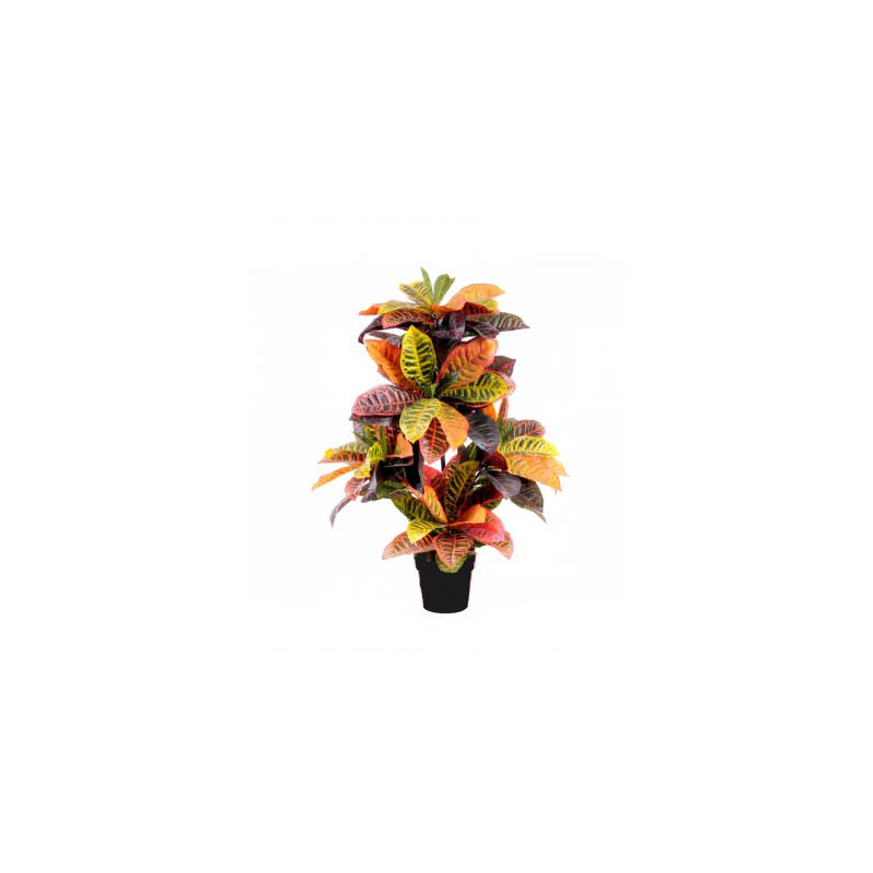 Pianta di croton