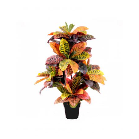 Pianta di croton