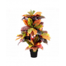 Pianta di croton