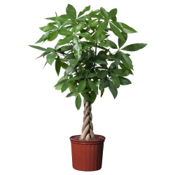 Pianta di Pachira