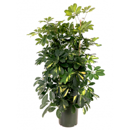 Pianta di schefflera